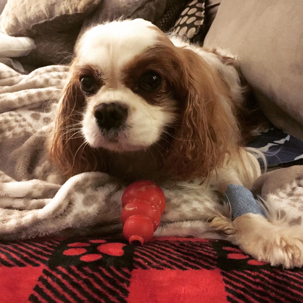All Proceeds Support This Guy 🐶 - Picture 3 of 5